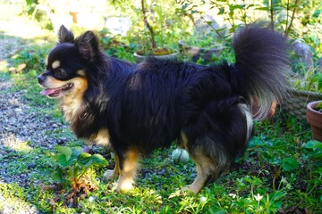 木陰に立つロングコートチワワの横姿