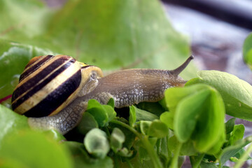 snail on a leaf