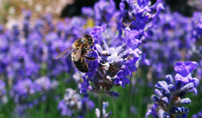 Closeup bee harvesting lavender