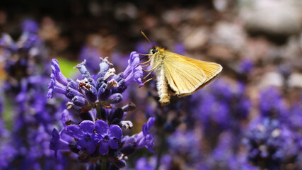 close-up of a butterfly on lavender in a garden