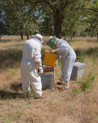 beekeeper working in their apiary