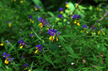 Field of flowers. Melampyrum nemorosum