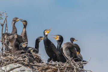 Some cormorants sit on their nests with babies (Phalacrocorax carbo)