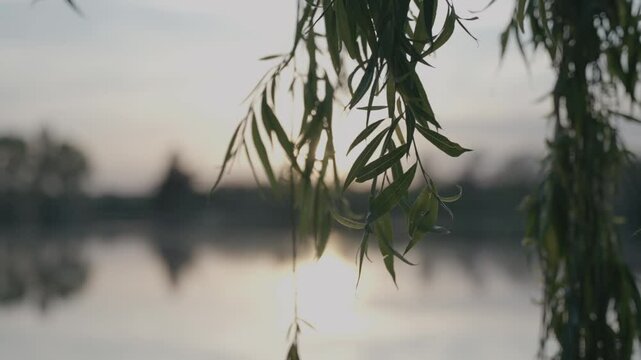 pond at sunset behind willow branches and reflection of the sun on the water