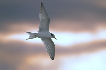 Küstenseeschwalbe Sterna paradisaea