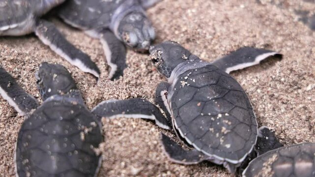 Selective focus footage of green sea turtle hatchlings laying on the beach sand
