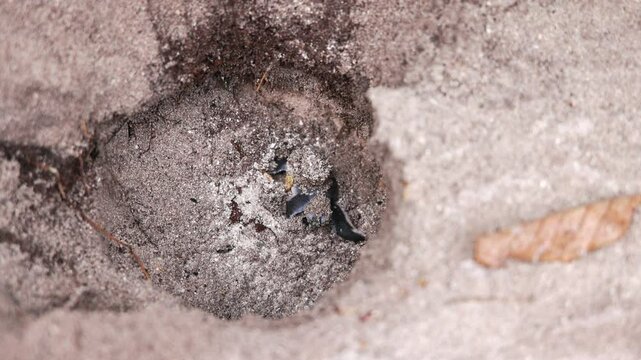 Closeup footage of a green sea turtle hatchling leaving the nest on a sandy shore in daytime