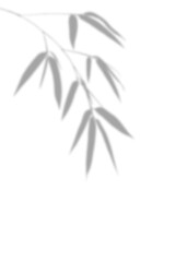 Blurry Grey Silhouette of bamboo leaves and a bamboo stem, featuring elements like leaves, plants, and branches in an ink shadows and zen concept. Japanese or Chinese style.