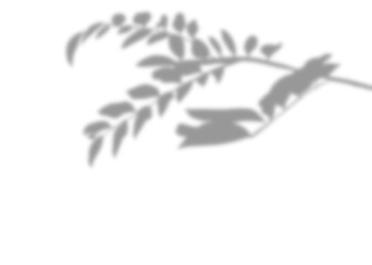 Illustration of the silhouette of beautiful blurry grey young leaf shoots, on a separate background, minimalist or zen concept. Used for decoration.