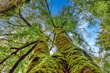 trees in the forest