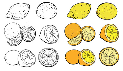 Tropical fruit set. Oranges, pomelo, grapefruit, lemon, half and whole. Collection of delicious citrus fruits designer elements for packaging of juice breakfast health food