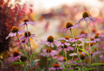 Różowe kwiaty Jeżówki purpurowej -  Echinacea purpurea © mycatherina