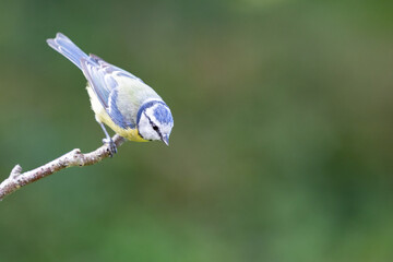Adult Blue Tit (Cyanistes caeruleus) posed on the end of a stick in British back garden. Green background. Yorkshire, UK
