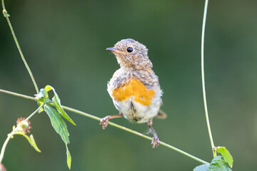 Close up of a young Robin (Erithacus rubecula) with adult feathers coming through, perched on a thin stem with a natural green foliage background - Yorkshire, UK