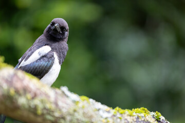 A magpie (Pica pica) looking at the camera, with copy space.