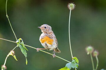 Close up of a young Robin (Erithacus rubecula) with adult feathers coming through, perched on a thin stem with a natural green foliage background - Yorkshire, UK
