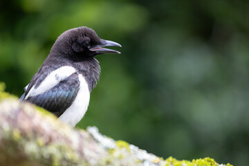 Fototapeta premium Headshot of a fluffy magpie (Pica pica) looking towards copy space on the right of the frame.