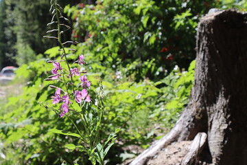 Bright purple wild flower in a bush beside a tree stump in Chilliwack British Columbia 