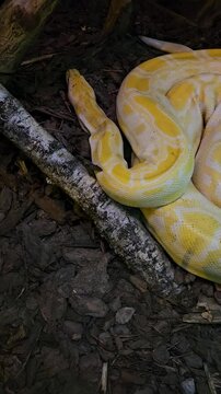 snake in the tree