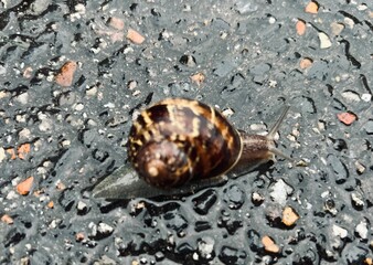 snail on the road
