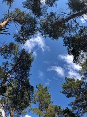 View of the sky among the fir trees. Bottom view in the coniferous forest