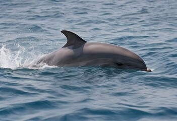 dolphin in the water