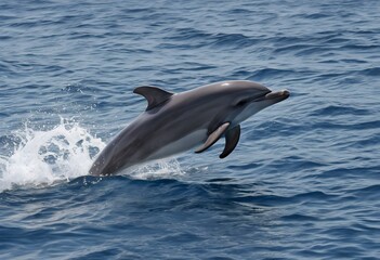Fototapeta premium dolphin in the water