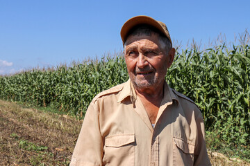 Fototapeta premium Old farmer stands on a green cornfield, elderly man in baseball cap inspects the crop. Work on farm in a sunny day, high corn stalks, good harvest