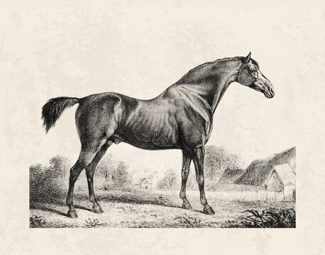 Horse drawing in a vintage style on an aged beige paper background.