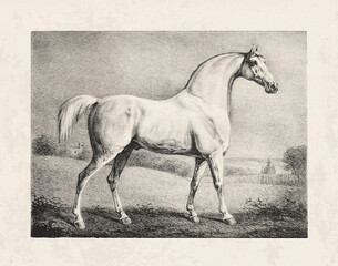 Horse drawing in a vintage style on an aged beige paper background.