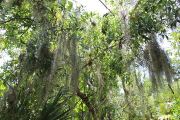 spanish moss 