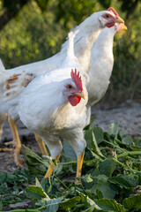 White chickens in a fence blurred background