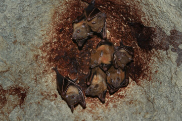 Several bats hanging up side down from the ceiling in the cave