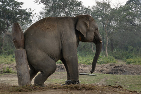 Asian elephant rubbing himself on the post at the Breeding  center in Sauraha