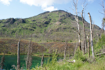 Vegetation growth after the Skilak Lake forest fire in Alaska