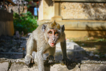 Mean-looking long tailed macaque sitting on the fence looking into the camera