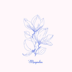 Magnolia tree branch spring flowers, abstract floral sketch art