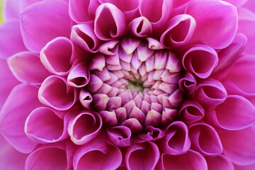 Closeup of lilac dahlia flower