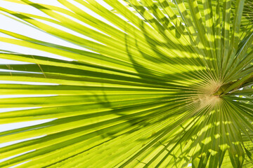 Fototapeta premium Closeup of tropical palm leaf pattern in vintage colors. Minimalism composition. Creative warm green background. Exotic leaves texture. Interesting nature concept for design. Soft focus