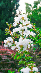 purple pink plant blossom petal botany blooming beautiful lythraceae colorful natural indian lilac