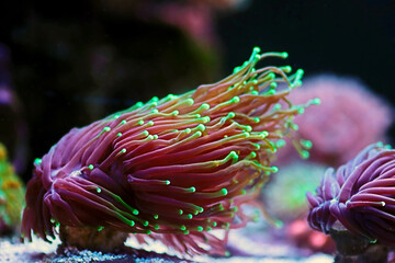 Amazing torch LPS coral - Euphyllia glabrescens
