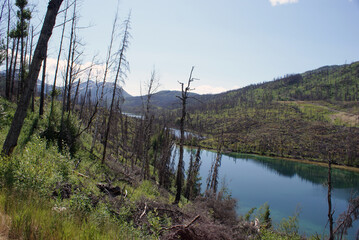 Vegetation growth after the Skilak Lake forest fire in Alaska