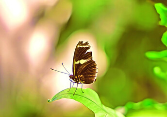 A butterfly with delicate wings rests on a vibrant green leaf