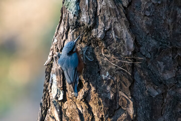 chestnut-bellied nuthatch or Sitta cinnamoventris in Binsar, Uttarakhand, India
