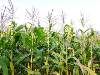 Obraz premium corn plants are bearing fruit and flowering