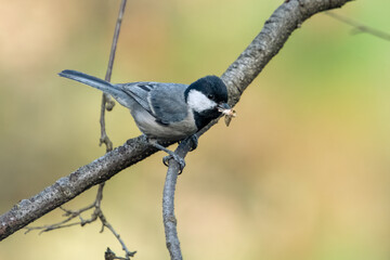 Cinerous Tit or Parus cinereus with catch in Binsar in Uttarakhand, India
