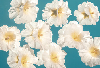 White Hibiscus Flowers Floating in Clear Blue Water. Reflection of flowers in the mirror.