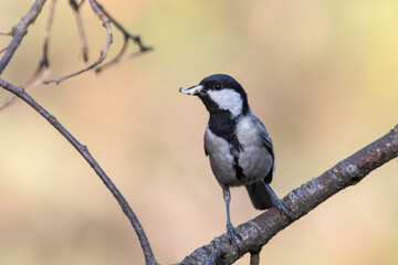 Cinerous Tit or Parus cinereus with catch in Binsar in Uttarakhand, India