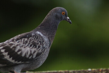 the pigeon in all its splendor