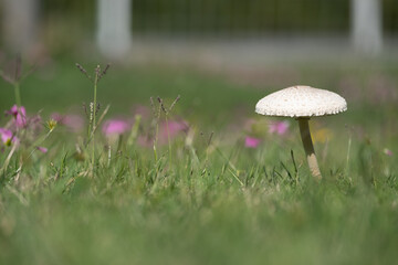 A mushroom is sitting in the grass